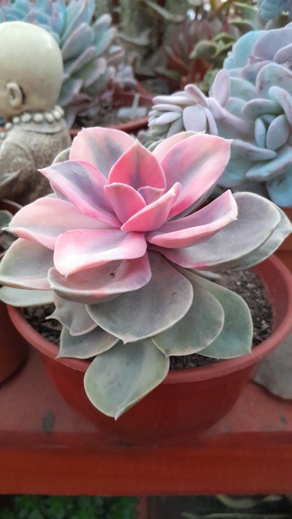 Producto - Echeveria Rainbow