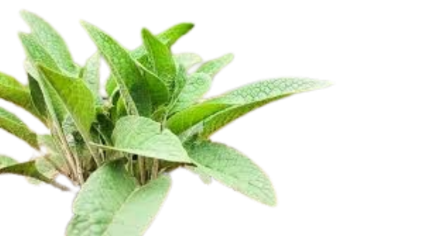 Producto - Planta de Consuelda