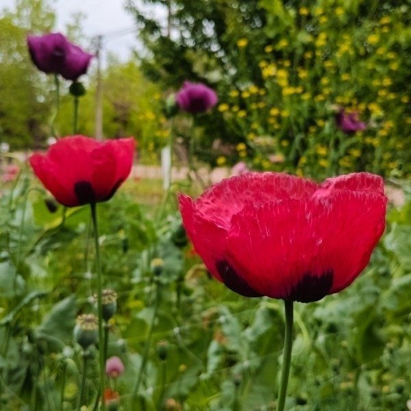 Producto - Amapolas mezcla - simples y dobles - mix colores - Papaver somniferum