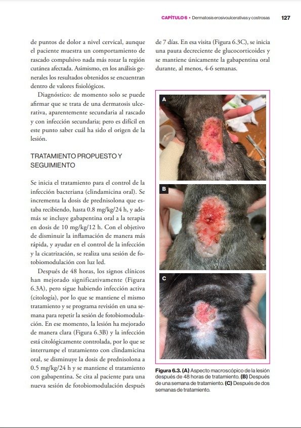 Producto - Carrasco: Dermatología Felina Basada en Patrones Dermatológicos - 4