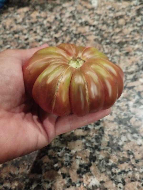 Producto - Tomate zapoteca chocolate