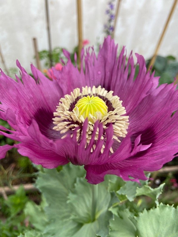 Producto - Semillas Agroecologicas de amapola lila