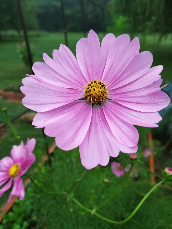 Producto - COSMOS BIPINNATUS ROSA