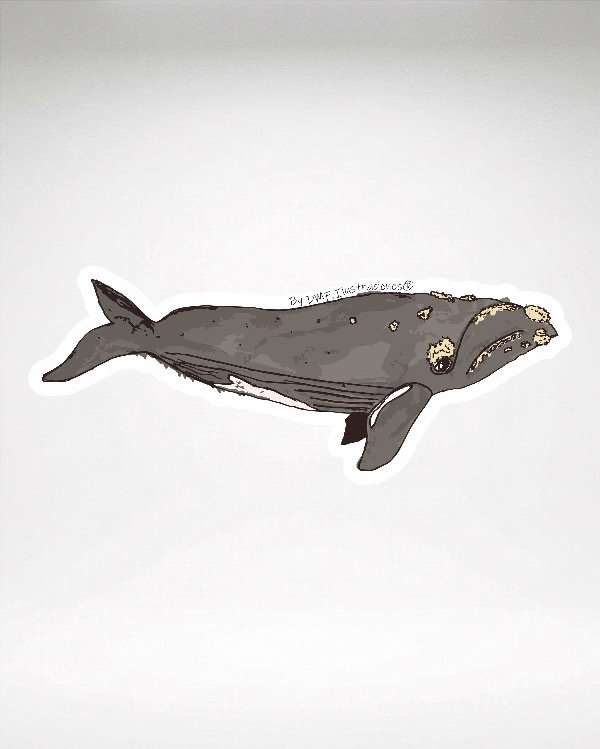 Producto - Vinilo - Fauna Nativa - Arg