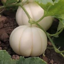 Producto - Melón kikku