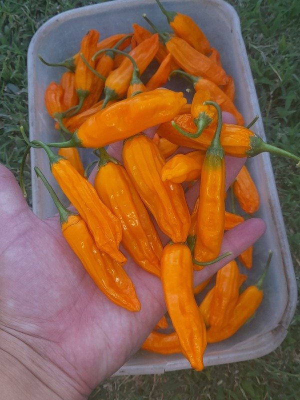 Producto - 15 Semillas de Ají Cito - 2