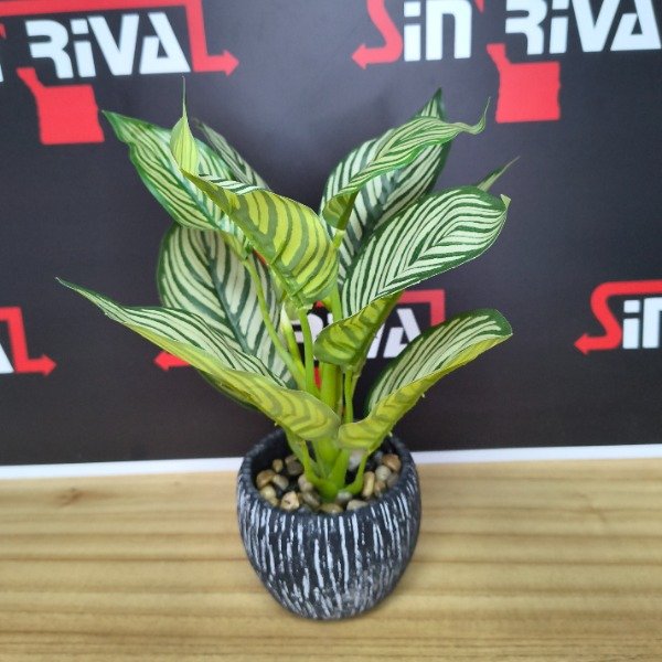 Producto - PLANTA CALATHEA EN MACETA 9458