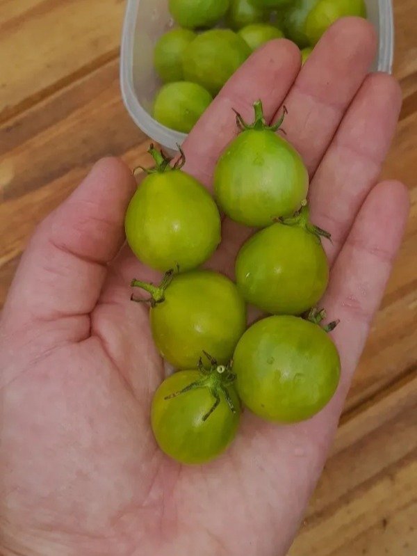 Producto - 15 Semillas de Tomate Enano Grinch