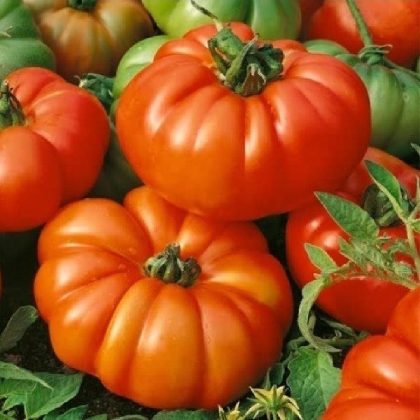 Producto - Semillas De Tomate Marmande Solanum Lycopersicum - 0