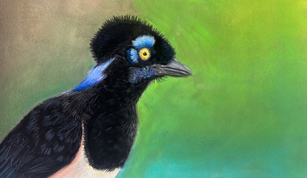 Producto - Dibujo con pastel tiza sobre pastelmat. Urraca criolla - 0