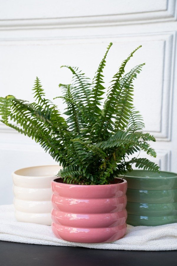 Producto - Maceta Hortensia