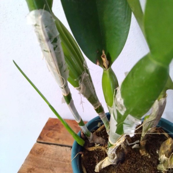Producto - Laelia Purpurata estriata (clara x oscura) - 1