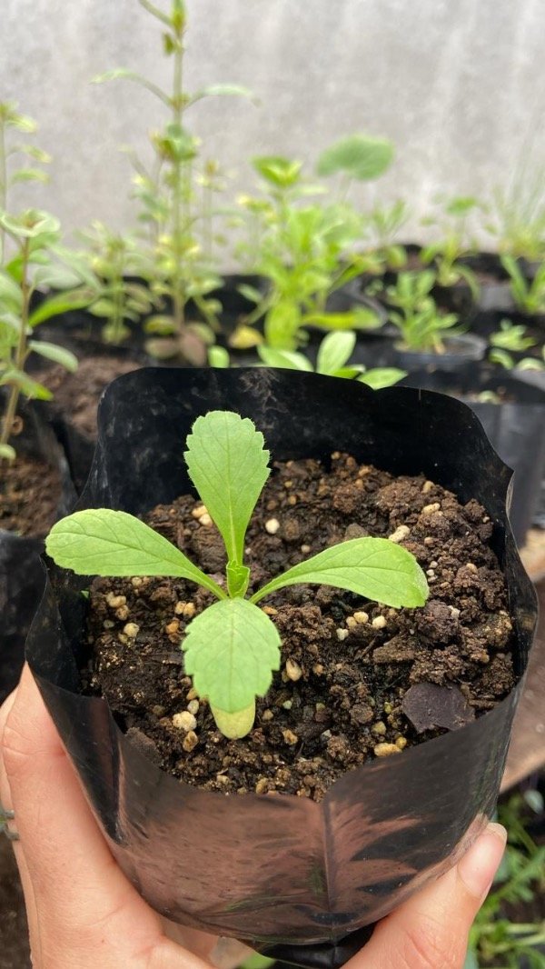 Producto - Plantin de Scabiosa alba