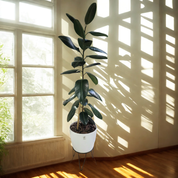 Producto - Ficus elastica Cabernet + maceta premium