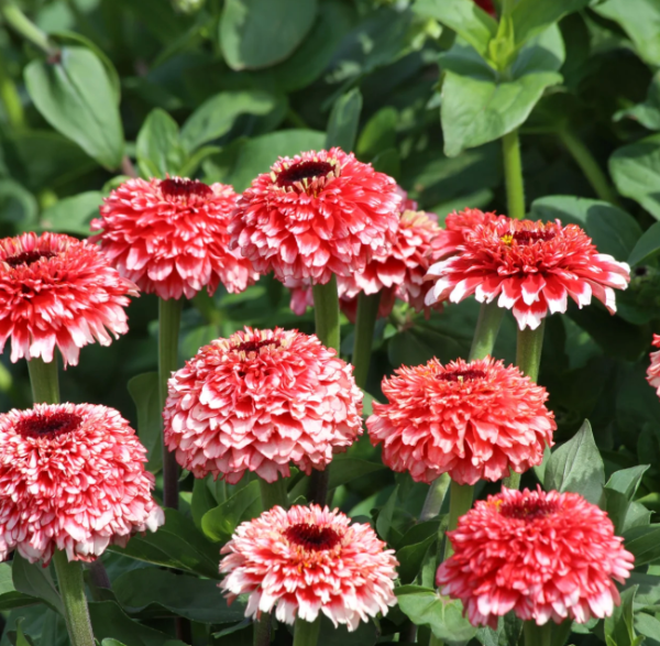 Producto - Zinnia Elegans Zinderella Fizz