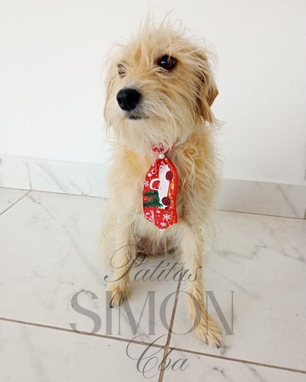 Producto - Pack x12 Corbatas Navideñas para Perros Pequeños