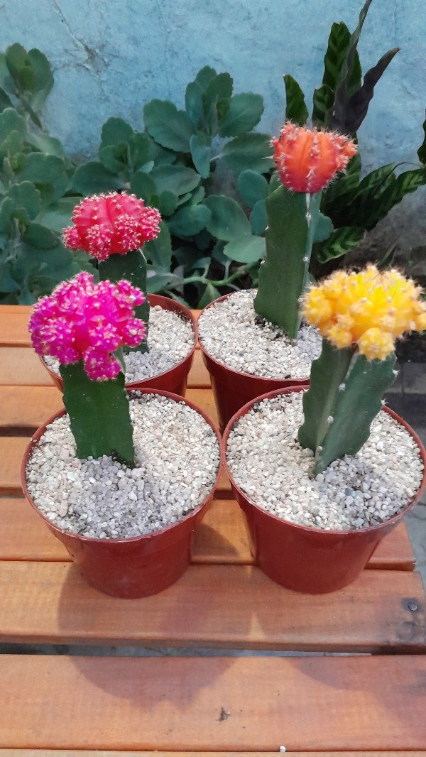 Miniatura de producto - 4