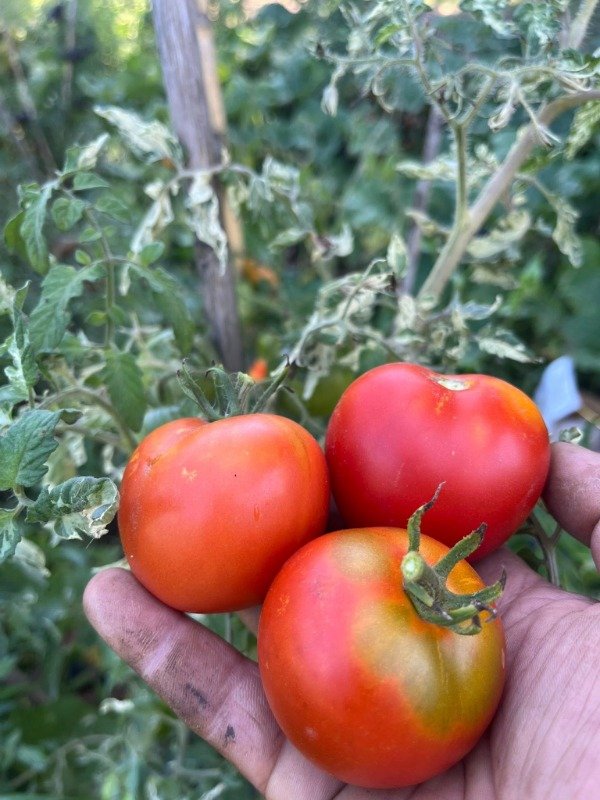Producto - SEMILLAS DE TOMATE SPLASH OF CREAM FOLLAJE VARIEGADO