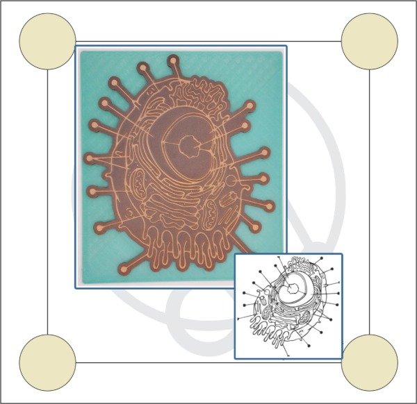 Producto - Sello Celula Animal 02