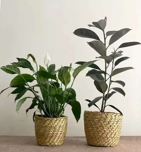Producto - Portamacetas Iris