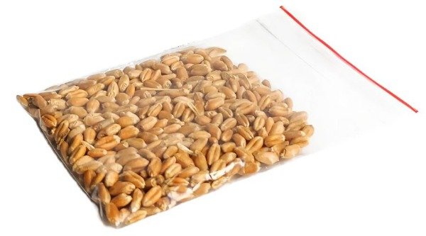 Producto - Semillas Hierba De Pasto Para Mascotas 300g