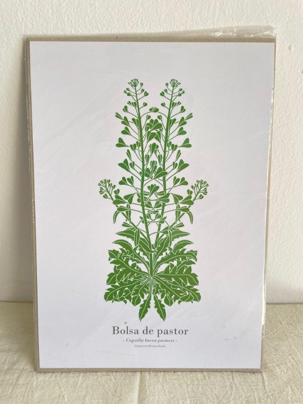 Producto - Lámina A4 Nativas