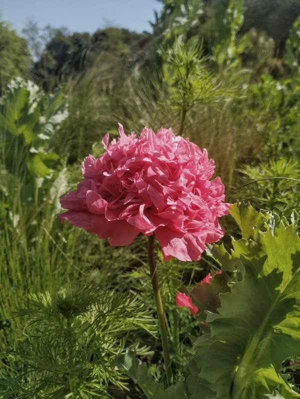 Producto - AMAPOLA ROSA DOBLE