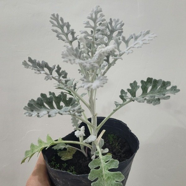 Producto - Cineraria maritima