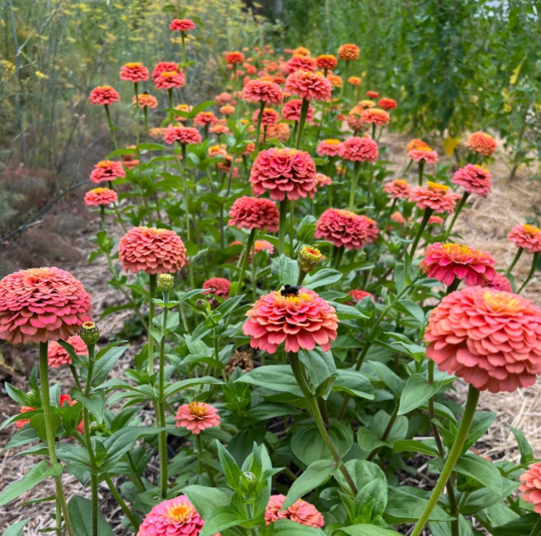 Producto - Zinnia Elegans Oklahoma Salmon - 3