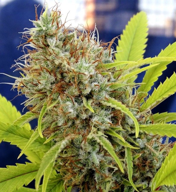 Producto - WHITE KALI