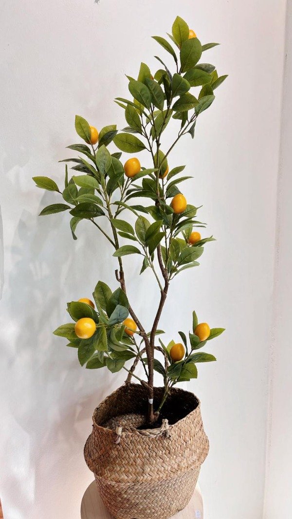 Producto - Planta Limonero