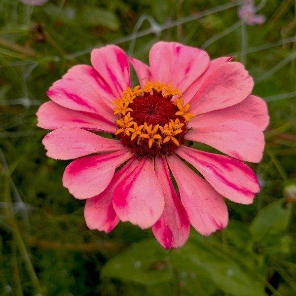 Producto - Zinnias mix - 5