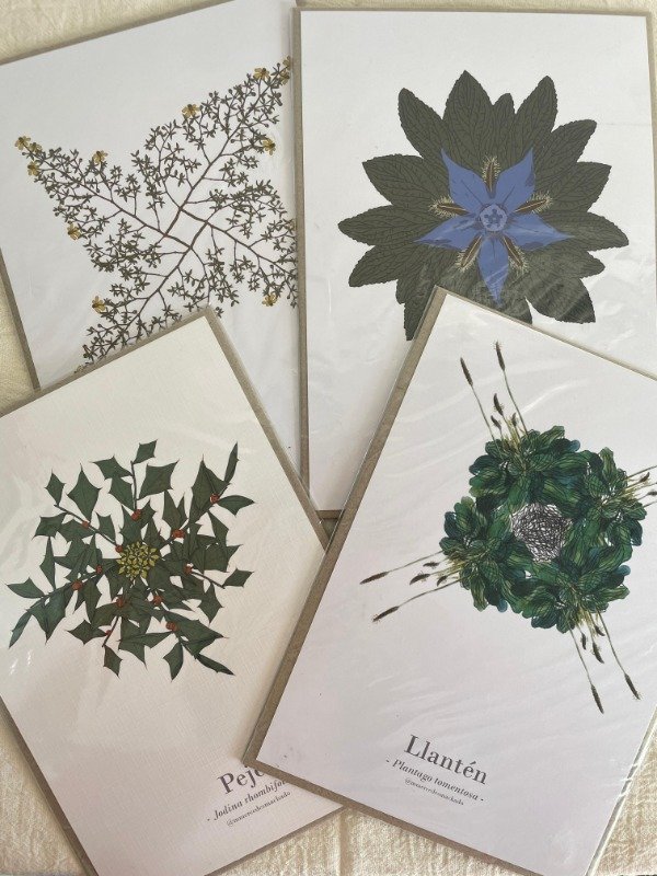 Producto - Laminas a5 plantas nativas