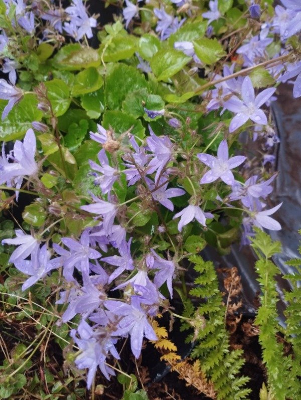 Producto - Campánula gargánica (Estrella de Belén)