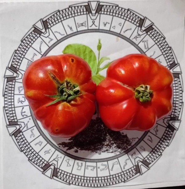 Producto - TOMATE COSTOLUTO FIORENTINO