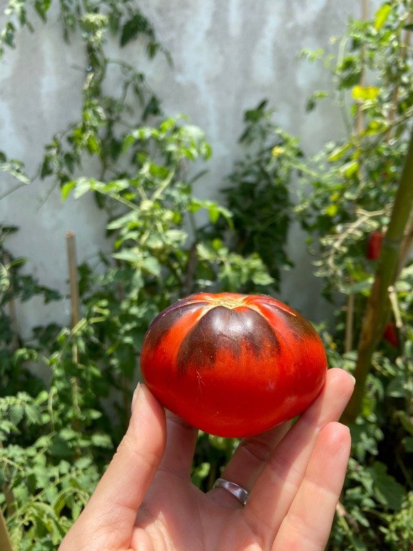 Producto - Semillas agroecologicas de tomate trufa azul