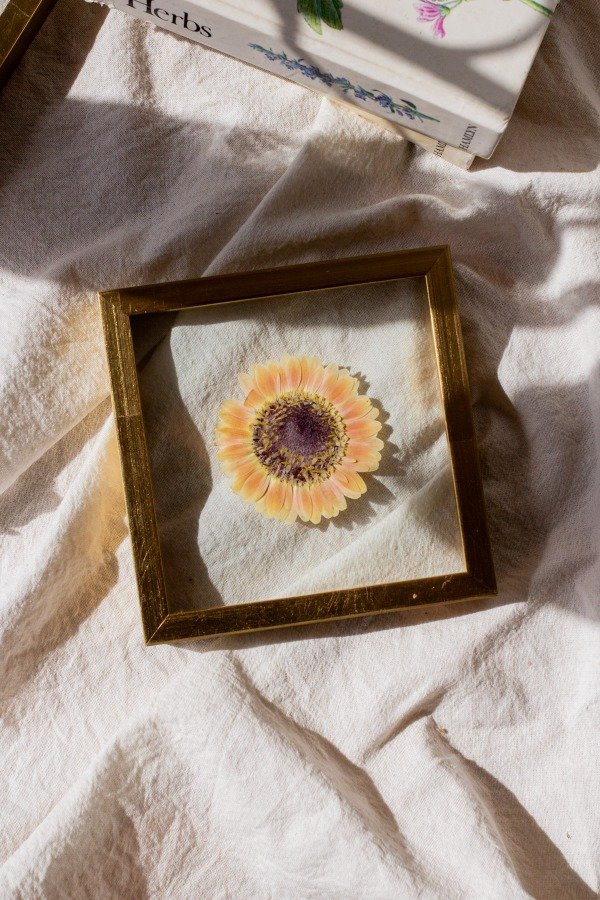 Producto - Gerbera