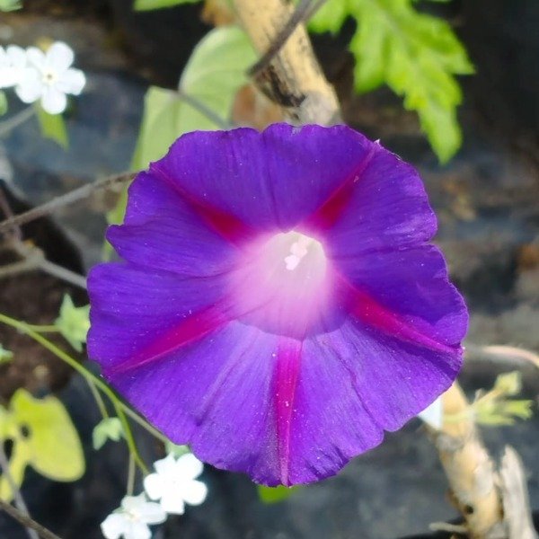 Producto - Ipomoea purpura