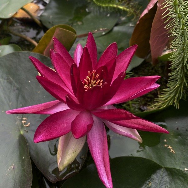 Producto - Nymphaea RED SPIDER ( mediana)