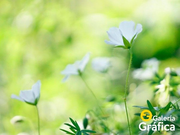 Producto - Flores FS 39