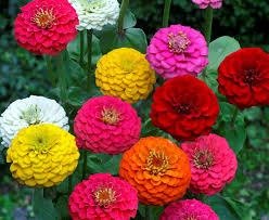 Producto - Zinnia Rosa Mística