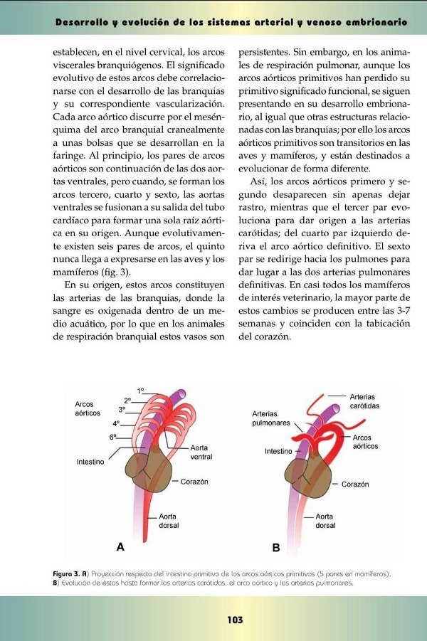 Producto - Gil Cano: Embriología Veterinaria - 3