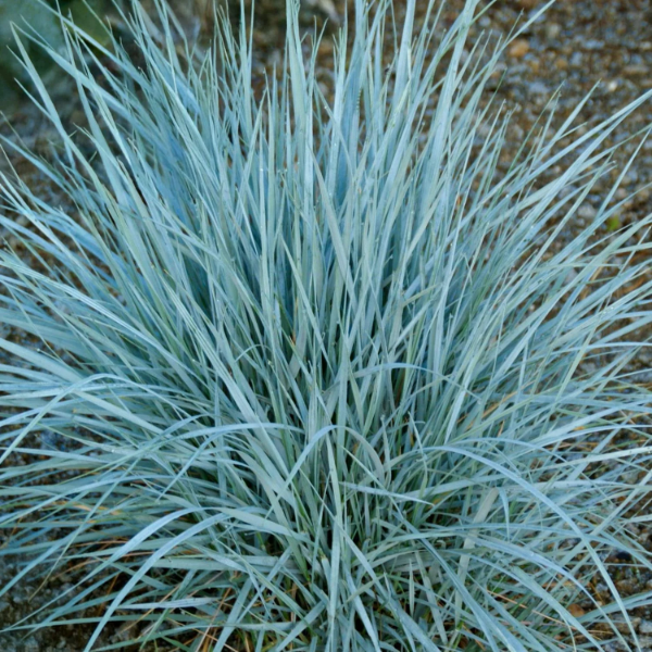 Producto - Elymus magellanicus 1,5 L - 1