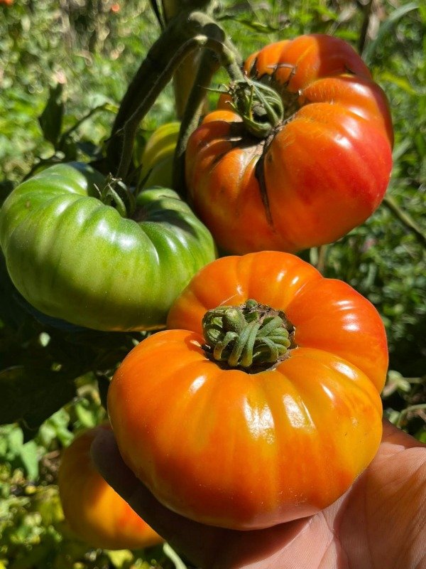 Producto - SEMILLAS DE TOMATE SINK'S STRIPED