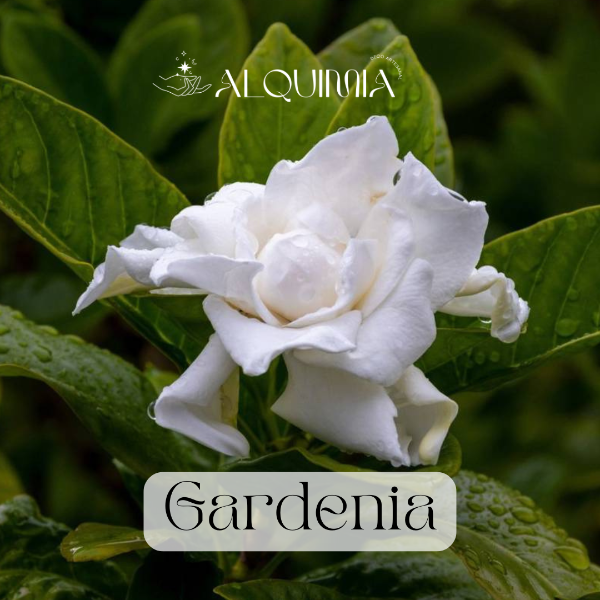 Producto - Gardenia (B)
