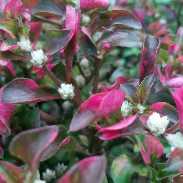 Producto - Carnavalito