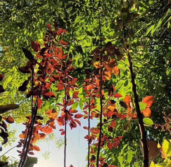 Producto - Ciruelo de Jardín - 0