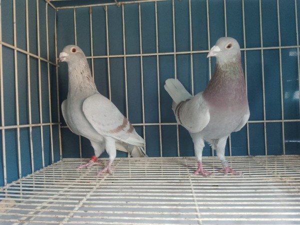 Producto - PALOMAR EL GUARNA CASAL 3