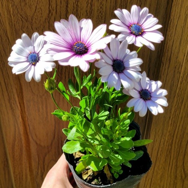 Producto - Dimorphoteca