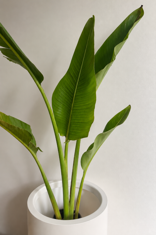 Producto - Strelitzia Nicolai Tropical Mediana - 1